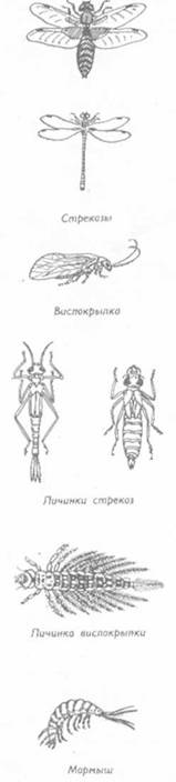 Рыболовные насадки