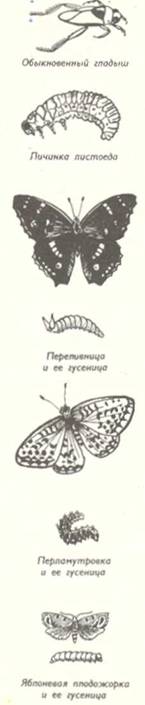 Рыболовные насадки