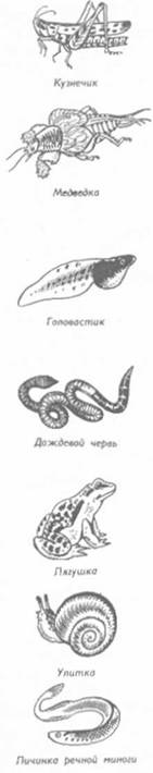 Рыболовные насадки