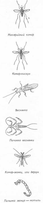 Рыболовные насадки