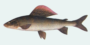 Хариус