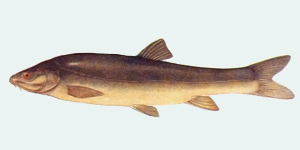 Маринка